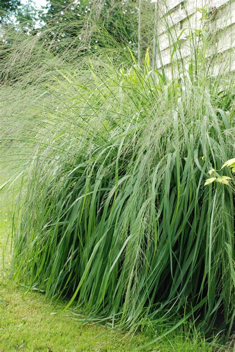 MOLINIA caerulea arundinacea 'Transparent', Molinie - Le Jardin d'eau