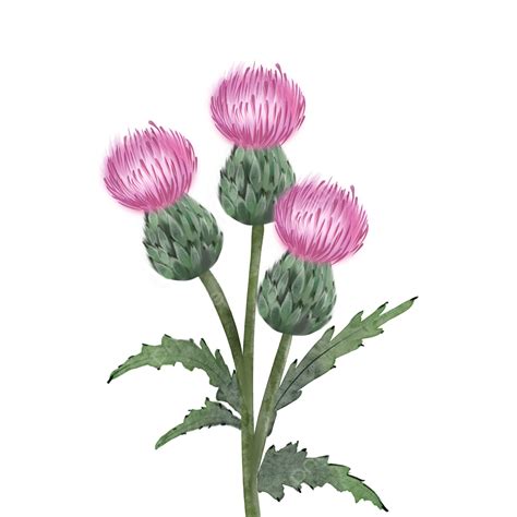 Thistles PNG Picture, Thistle Color Flower Plant Pink, Thistle, Watercolor, Flowers PNG Image ...