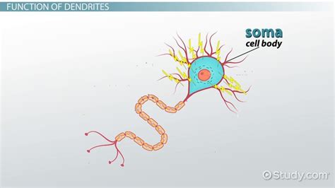 Dendrite | Definition, Function & Dysfunction - Lesson | Study.com