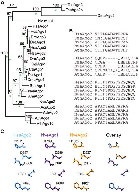 Phylogeny of cnidarian Argonaute proteins based on their domain of... | Download Scientific Diagram