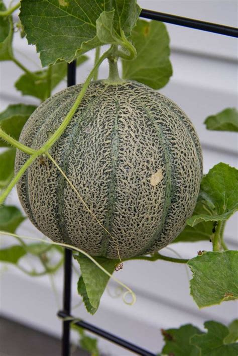 How to Grow Cantaloupe Vertically on a Trellis | Gardener’s Path