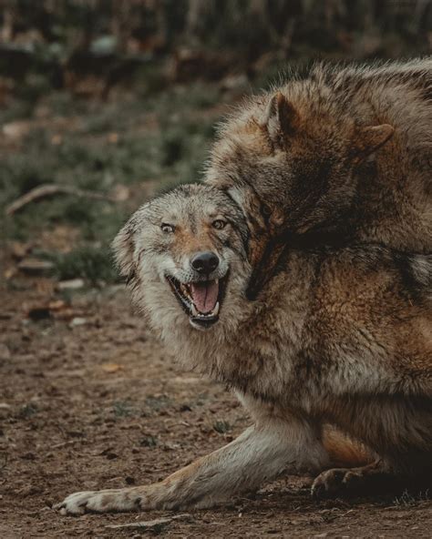 Wild wolves fighting in forest in daytime · Free Stock Photo