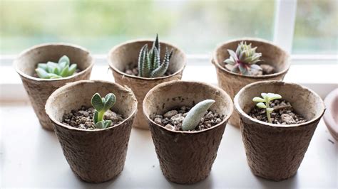 Propagating succulents: step-by-step tips to get more plants | Gardeningetc