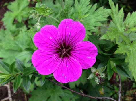 Pink geranium Pink Geranium, Geraniums, Fathers Day, Garden, Plants, Flowers, Garten, Father's ...