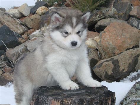 Alaskan Malamute Wallpapers - Wallpaper Cave