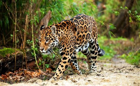 Threatened biodiversity of Yasuni