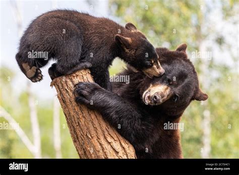 Baby Black Bear High Resolution Stock Photography and Images - Alamy