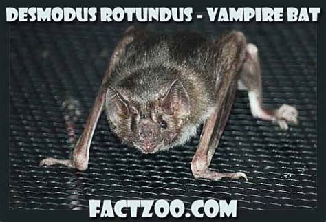 Vampire Bat - Blood Drinking Dracula Mammal | Animal Pictures and Facts ...