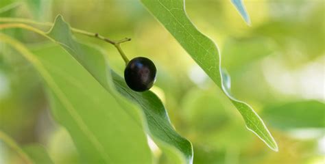 Ravintsara Essential Oil: Benefits, Uses & Insights