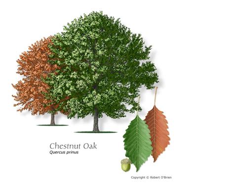 Chestnut Oak