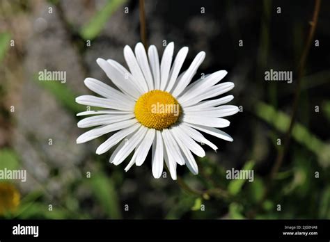 The beautiful nature of Latvia Stock Photo - Alamy