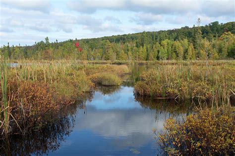 Michigan Wetland Photograph by Linda Kerkau - Fine Art America