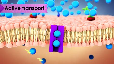 Transport Across Membrane Experiment - HollytuScott