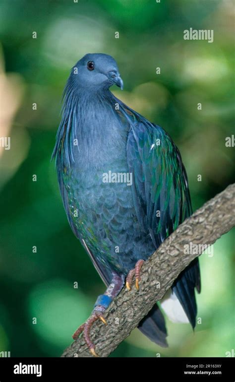 Columba nicobarica, Nicobar Pigeon, Nicobar Pigeon, nicobar pigeon, Nicobar Pigeons (Caloenas ...