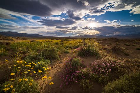 Burst of Life - Death Valley Wildflowers