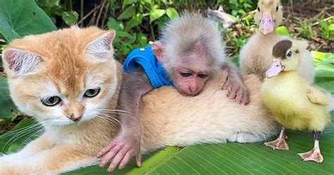 Rescued Indonesian Monkey Makes Friends Everywhere She Goes, And The Internet Loves It (35 Pics ...