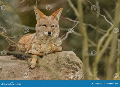 Black Backed Jackal is Resting in the Nature Habitat Stock Image ...