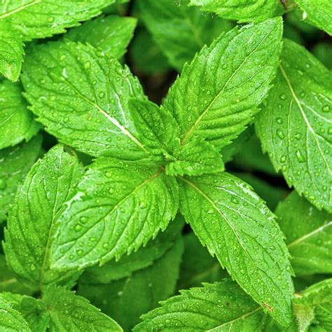 Mint | Garden Plant, Culinary Herb | Free UK Delivery Over £50