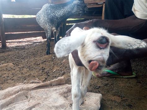 Goat delivers mono-eyed kid in Lugari – Kenya News Agency