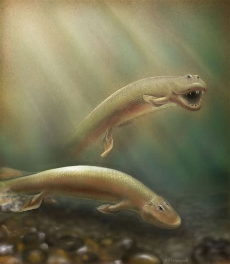 Tiktaalik Evolution