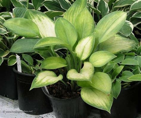 Photo Library | Hosta gardens, Hostas, Hosta varieties