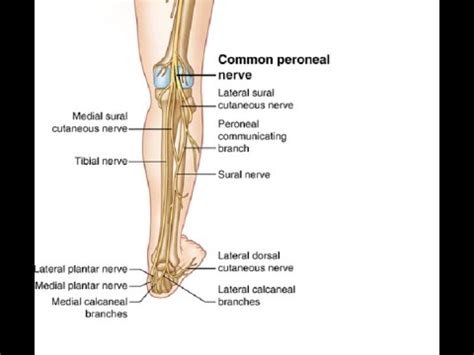 Two Minutes of Anatomy: Common Peroneal Nerve - YouTube