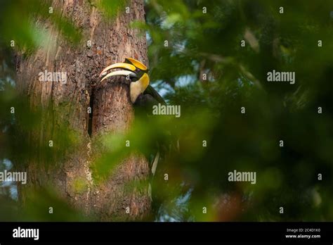 Male Great Hornbill feeding the female at the tree nest. Pang Sida ...