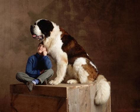 Cute Dogs|Pets: Biggest Saint Bernard Dogs