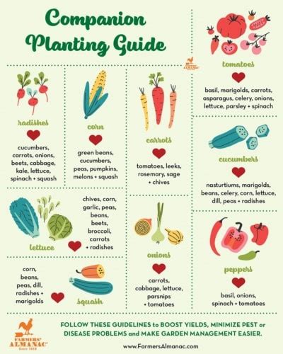 The Ultimate Spinach Companion Planting Chart - b-ygil