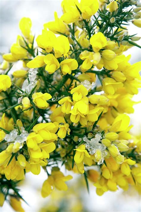 Common Gorse Flowers (ulex Europaeus) Photograph by Rachel Warne ...