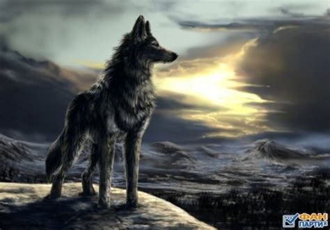 Lonely wolf - Animals Fan Art (38013506) - Fanpop