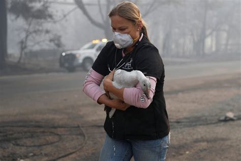 Pictures of animals rescued in the California wildfires — Quartz