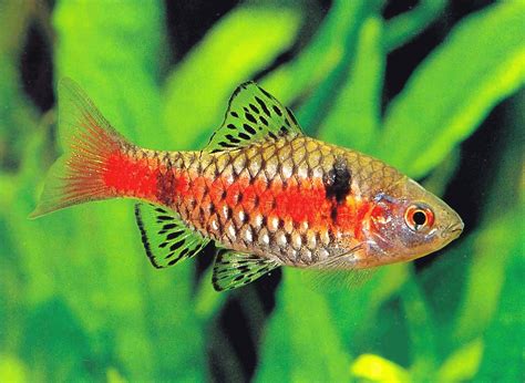 Odessa barb | Ornamental Fish Exporter