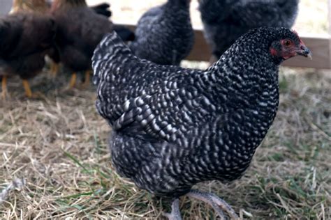 Best Egg Laying Chickens (Heritage Breeds!) - The Seasonal Homestead