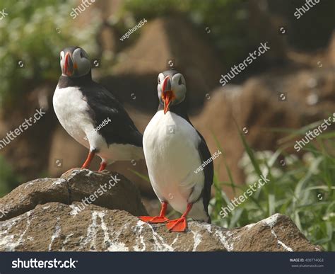 Atlantic Puffin Mouth Open Tongue Out Stock Photo 400774063 | Shutterstock