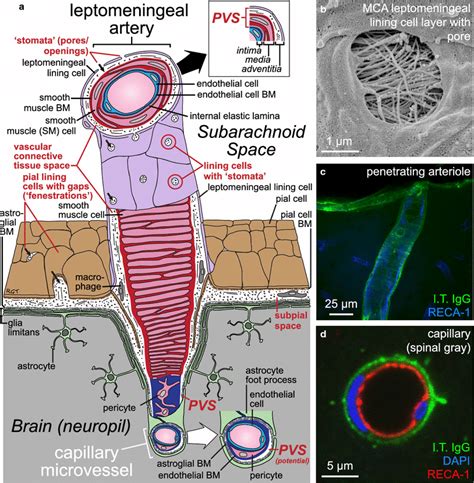 Perivascular space (PVS). a Schematic depicting a leptomeningeal artery ...