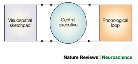 (from Baddeley, 2003) The WM model initially proposed by Baddeley and... | Download Scientific ...