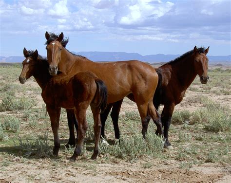 File:Arizona 2004 Mustangs.jpg - Wikimedia Commons