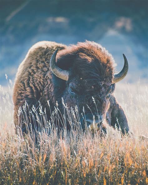 Bison Photography Print | Etsy