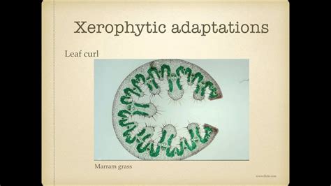 AS level. G.19. Xerophytes (Ms Cooper) - YouTube