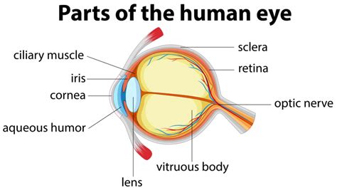 Aqueous Humor and its Role in the Eye | Fort Lauderdale Eye Institute