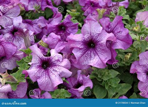 Purple petunias stock photo. Image of petunias, natural - 2170034