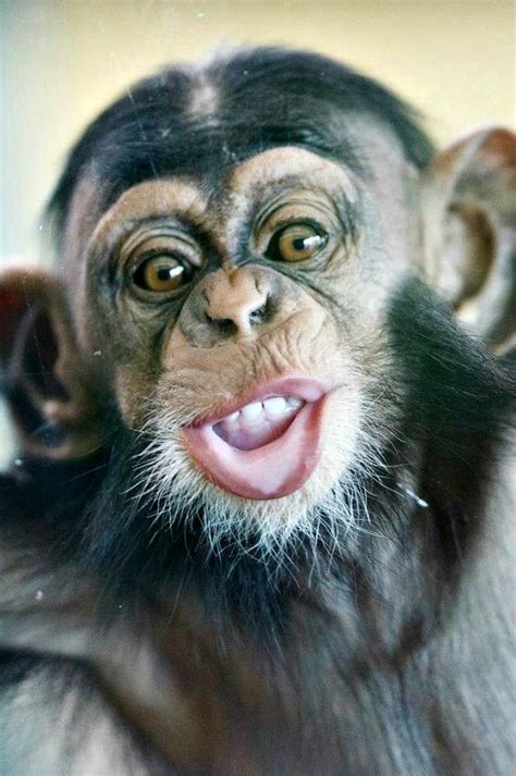 Funny Faces from Zuri the Baby Chimpanzee - ZooBorns