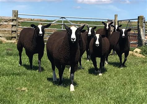 Zwartbles - Heritage Sheep Reproduction