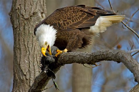 American Bald Eagle Eating American Coot | © Brian E Kushner… | Flickr