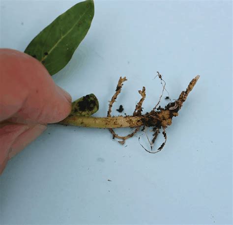 Familiarize yourself with fungus gnats - Greenhouse Management