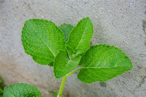 Oregano Leaves Health Gray - Free photo on Pixabay