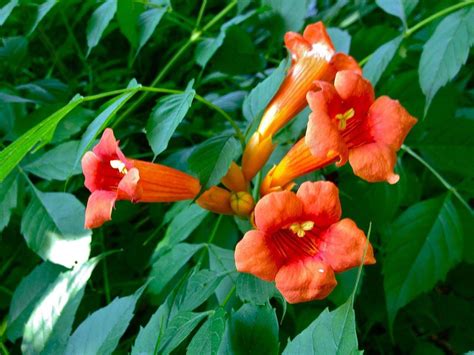 Organic Trumpet Vine Seeds - Etsy Canada