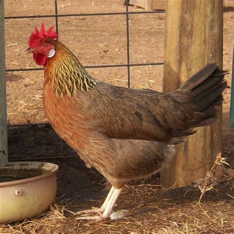 Brown Leghorn hen | ... single comb brown leghorn hen she has stopped ...