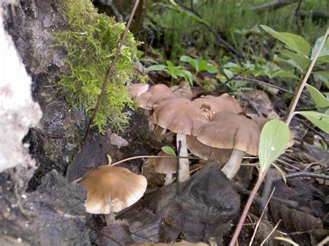 Alaska mushroom find, Need help identifying these please - Mushroom Hunting and Identification ...